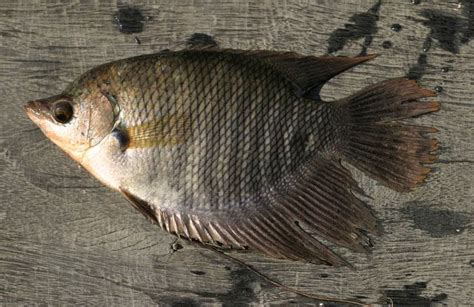 招財的魚|招財魚:外形特徵,分布範圍,生活習性,飼養方法,水質要求,親魚培育,。